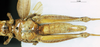 CollectionObject 1580242; de55c054-7166-4e4f-b2e0-4462fcd87d16: female, ventral view (paralectotype). (CollectionObject).