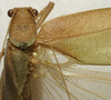 CollectionObject 1535086; 3d3bd2b7-b0a3-461b-bc28-38702ad8a9d8: male stridulatory area (holotype). (CollectionObject).
