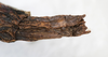 CollectionObject 1559087; NMW 216, 1d2ad33e-903b-4178-9a0a-f130a5b84d6b: copyright NMW, Vienna. female: end of abdomen, ventral view (syntype). (CollectionObject).