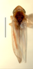 Habitus, dorsal view on Erythridula abolla (McAtee, 1920): Habitus (holotype of E. paramera Hepner, INHS collection). (Observation).