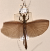CollectionObject 1557574; 242ab01e-8269-42d4-896a-9541a67500c1: copyright OUMNH. female, dorsal view Necroscia sangarius (lectotype). (CollectionObject).