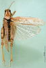 CollectionObject 1571183; 15df409c-2992-4607-8f4b-c968e9e77d5c: male, dorsal view (syntype of Karasicola oertendali). (CollectionObject).