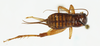 CollectionObject 1588017; 1b0134b5-e58a-4e95-8bf4-505223ff096e, MNHN-EO-ENSIF6914: female, dorsal view (paratype). (CollectionObject).