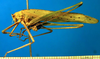 CollectionObject 1500690; 75fbbb75-1293-4d0b-bf6e-6d2ad137e6da, DORSA BTducadsHTM: male, left lateral view (holotype of Ducetia adspersa). (CollectionObject).
