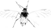 Habitus, dorsal view. on Aphis (Bursaphis) oenotherae Oestlund, 1887 alate viviparous female: Body of A. oenotherae. (Observation).