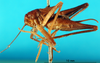 CollectionObject 1502459; 531e9e26-8bab-4b02-aa3a-339814bcab55: male, left lateral view (paralectotype). (CollectionObject).