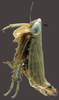 Habitus, lateral view on Amblysellus raygozai Pinedo-Escatel, Becerra-Chiron, Torres-Moreno & Pérez-Valencia, 2020: sub-brachypterous male. (Observation).
