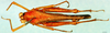 CollectionObject 1572878; 34ee46ad-eb70-4fb1-9c69-b7a4ced4c6c7: male, dorsal view (paralectotype). (CollectionObject).