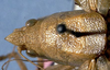 CollectionObject 1531692; b02faba3-dbf7-4e7b-a9a2-20fdb3179414: head and pronotum, dorsal view (syntype of Pyrgocorypha affinis). (CollectionObject).