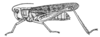 Chorthippus (Glyptobothrus) maritimus maritimus Mistshenko, 1951: Fig. 598. female, lateral view (body length 19.1-26.1 mm). (Otu).