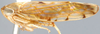 Habitus, lateral view on Dagama Distant, 1910: Dagama foricipata, lateral habitus (INHS). (Observation).