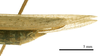 male tip of abdomen, lateral view (holotype). Depicts CollectionObject 1538220; fd7c4925-b200-4662-a783-812db488e848, a CollectionObject.