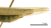 CollectionObject 1538220; fd7c4925-b200-4662-a783-812db488e848: male tip of abdomen, lateral view (holotype). (CollectionObject).