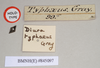 CollectionObject 1562290; NHMUK(SF IMPORT DUPLICATE) 845097, 4c1409f3-e1db-468f-b421-0b5dbc88a3a9: copyright Natural History Museum, London. male, data labels of synonym Diura typhaeus (holotype). (CollectionObject).