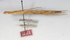 CollectionObject 1560427; bd11896f-e498-42f1-b959-c44f7049a332: copyright NMW, Vienna. female, lateral view (syntype). (CollectionObject).;CollectionObject 1560428; e38535f2-096d-42a7-90c9-05a46b40f72a: copyright NMW, Vienna. female, lateral view (syntype). (CollectionObject).