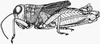 male habitus. Depicts Rhachitopis brachypterus Naskrecki, 1992, an Otu.