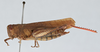 CollectionObject 2833388; CNCI 981389, fce46922-05e0-4148-9bc5-d0f2b2e98199: Eucoptacra praemorsa. Lateral view. (CollectionObject).