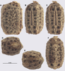 Cryptophyllium bollensi Cumming, Bank, Bresseel, Constant, Le Tirant, Dong, Sonet & Bradler, 2021: copyright Jérôme Constant. egg. (Otu).