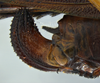 female ovipositor, lateral view. Depicts CollectionObject 1596610; 562b3555-a712-406f-953e-799defb1bb56, a CollectionObject.