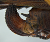 CollectionObject 1596610; 562b3555-a712-406f-953e-799defb1bb56: female ovipositor, lateral view. (CollectionObject).