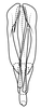 Aedeagus, posterior view on Coarctana asymmetrica Domahovski & Cavichioli, 2023: Male holotype [DZUP]: aedeagus, posterior view. (Observation).