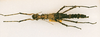 CollectionObject 1557793; 4bcf613c-602b-45ed-97af-3558a838294e: copyright ANSP. female (syntype). (CollectionObject).