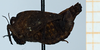 CollectionObject 1584359; c0950e9d-ebbc-4d46-8e65-8eb703aa7bda: male, lateral view (allotype of Deltonotus humilis). (CollectionObject).
