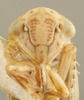 Head on Ceratagallia canona Oman, 1939: Head/Face. (Observation).