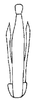 Aedeagus, posterior view on Pseudocostanana santana (DeLong & Wolda, 1983): Male: aedeagus, posterior view. (Observation).