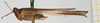 CollectionObject 1518001; 31696320-c214-4480-82b9-8adbd4436a8f, NHMUK010924567: male, lateral view (holotype). (CollectionObject).