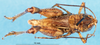 CollectionObject 1507075; 7ed10954-b3d5-4246-9844-ca2fbede656a: male, dorsal view (holotype of Pseudogmothela megalocephala). (CollectionObject).