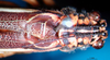 CollectionObject 1501733; 2f6a6490-8b00-4da3-afd2-f4c087779036, DORSA BTpoestrS01: male head and pronotum dorsal view (syntype). (CollectionObject).