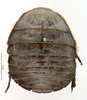 CollectionObject 1587510; MNHN(SF IMPORT DUPLICATE) MNHN-EP-EP836, c2c8a748-8ca7-48ee-8246-3b74aa84134c: CC BY-NC-ND 4.0/MNHN - Depraetere Marion - 2014. Non type, female. Specimen number: MNHN-EP-EP836. http://coldb.mnhn.fr/catalognumber/mnhn/ep/ep836. (CollectionObject).