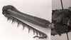 CollectionObject 1523893; e0a5d996-84a9-4d32-85fe-7c1f680d7770: Image C.S. Carbonell. female, hind leg (holotype). (CollectionObject).