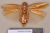 Epilampra sodalis Walker, 1868: Holotype, unsexed, dorsal. BMNH(E)#878066. (Otu).