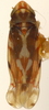 Habitus, dorsal view: Habitus (KSEM collection). (Observation).