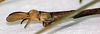CollectionObject 1563976; 411429b1-33c4-4c19-96ec-deefb4e0c3ec: copyright J. Bresseel. male: end of abdomen, lateral view (holotype). (CollectionObject).