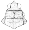 Descampsacris serrulata (Thunberg, 1824): Fig. 51. Female, head and pronotum (dorsal view, from Mato Grosso). (Otu).