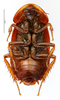 CollectionObject 1587286; MNHN(SF IMPORT DUPLICATE) MNHN-EP-EP1244, 38cf564d-0037-4bc3-8981-ea82a9cf4f63: CC BY-NC-ND 4.0/MNHN - Depraetere Marion - 2014. Holotype, male, of rotunda Grandcolas, 1992. Specimen number: MNHN-EP-EP1244. http://coldb.mnhn.fr/catalognumber/mnhn/ep/ep1244. (CollectionObject).