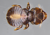 Docophoroides brevis (Dufour, 1835): (Otu).