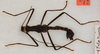 CollectionObject 1561009; a78af9b4-2257-4af5-936f-b37ef7e0fa50: Copyright USNM, Washington. male, dorsal view (holotype). (CollectionObject).