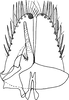 Subgenital plate, ventral view on Scaphoidella cornuta Dai & Dietrich, 2011: Subgenital plate. (Observation).