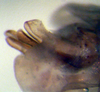 CollectionObject 1537805; accae54a-d8bb-4979-88d1-d6ed859e7ad2: male Phallus lateral view (paratype). (CollectionObject).