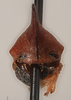 Head: !! display not done !! on Guayaquila coffea (Funkhouser, 1943): (Observation).