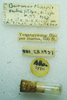 CollectionObject 1568950; e90fe92e-6248-44af-96e5-7dfd7273420c: female, labels (allotype). (CollectionObject).