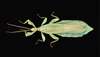 Walaphyllium monteithi (Brock & Hasenpusch, 2003): copyright Montreal Insectarium. male, Australia, Queensland, Garradunga, Polly Creek, ID R. Cumming (no type). (Otu).