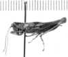 CollectionObject 1525187; c00c1457-1421-4021-81f8-ecaf2a960e28: female, lateral view (allotype). (CollectionObject).