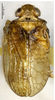Habitus, dorsal view on Tetricodes quadrilamina (Zhang & Chen, 2012): (Observation).