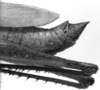 CollectionObject 1533405; a1f24750-c587-48fc-9f11-9872ac2730f9: Image Carbonell, C.S. male abdomen end, lateral view (holotype). (CollectionObject).