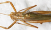 CollectionObject 1475836; NMW 16638, 912b7a10-312d-406a-96a3-a66d1f2c1826: male, dorsal view (holotype). (CollectionObject).